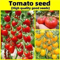 ราคา เมล็ดพันธุ์ มะเขือเทศ Tomato Seed - เมล็ดพันธุ์ มะเขือเทศเชอรี่ สีเหลือง เมล็ดพันธุ์มะเขือเทศเชอรี่ สีดำ High Yield Cherry Tomato Seed Organic Vegetable Seeds for Planting Bonsai (1729987180799232211)