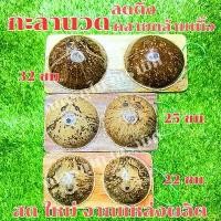 ราคา YUTRELIANG มีบริการเก็บปลายทาง กะลานวดฝ่าเท้า OTOP จากแหล่งผลิต ถูกที่สุด ไซส์ใหญ่ (L) ความยาว 30 ซม. (Coconut shell foot massager) (1732485621555300124)
