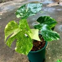ราคา Monstera Thai Constellation มอนสเตอร่า ไทคอน ไม้ด่าง ไม้ประดับ ไม้ฟอกอากาศ (1731719699895190963)