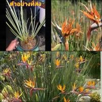 ราคา (1กระถาง) ต้น ดอก เบิร์ด เบิร์ดออฟพาราไดซ์ bird of paradise เฮลิโคเนีย heliconia ปักษาสวรรค์ Orif (1729712050784667989)