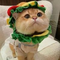 ราคา PEKO PET&CAT [หมวกแมว004] แฮมเบอร์เกอร์ หมวกแมว หมวกสุนัข พร็อบถ่ายรูป หมวกเบอร์เกอร์ COD (1731877607392707942)