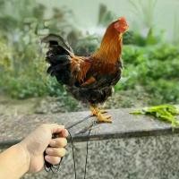ราคา รองเท้า Tibak, สำหรับ Bumble Foot, สำหรับไก่ชนมวย, ขายโดย Gamefowl, ขายใน 1 ชิ้น (1731475655547127681)