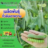 ราคา 120 เมล็ดเมล็ดพันธุ์ถั่วลันเตาหวานเมล็ดผัก ถั่วลันเตาหวาน (Sugar Daddy Snap Pea Seed) สวนครัว เมล็ดถั่วแขก เมล็ดถั่วน้อย ปลูกง่าย (1731734251646454076)