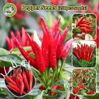 ราคา ปลูกง่าย ผลผลิตสูง ปลูกได้ทั่วไทย เมล็ดพริกจินดาแดง เมล็ดพันธุ์ พริกจินดาแดง Red Hot Chili Pepper Seeds Vegetable Seeds เมล็ดพริกช่อพันธุ์​ดก​ เมล็ดพันธุ์ผัก เมล็ดบอนสี ผักสวนครั (1731444188129298565)