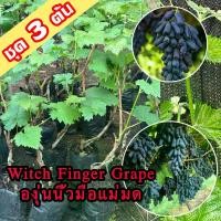 ราคา 3 ต้นองุ่น Witch Finger Grape ต้นพันธุ์องุ่นนิ้วมือแม่มดเสียบยอด องุ่นนิ้วแม่มด สูง 40-60 ซม. ต้นองุ่น Witch Finger Grape ต้นองุ่นเสียยอด (1732485613435585776)