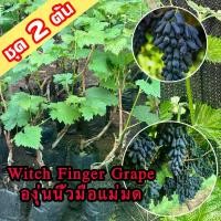 ราคา 2 ต้นองุ่น Witch Finger Grape ต้นพันธุ์องุ่นนิ้วมือแม่มดเสียบยอด องุ่นนิ้วแม่มด สูง 40-60 ซม. ต้นองุ่น Witch Finger Grape ต้นองุ่นเสียยอด (1732485491662554352)