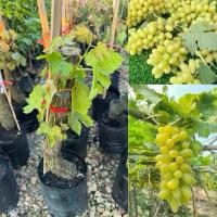 ราคา ต้นองุ่นไวท์มะละกา (White Malaka Grape) ต้นสวยแข็งแรง 70-80เซน (1731431069755541410)