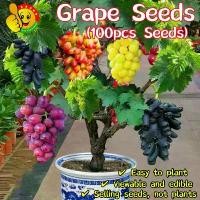 ราคา ปลูกได้ทั้งปี 100 เมล็ด เมล็ดพันธุ์ องุ่น Sweet Bonsai Grape Seeds Edible Dwarf Grape Plants Seeds Potted Grape Fruit Seeds for Planting กิ่งพันธุ์องุ่น เมล็ด เมล็ดบอนสี เมล็ดพั (1731893240162257096)
