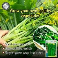 ราคา ปลูกง่าย(600เมล็ด/ซอง)ผักซอง สามเอ กวางตุ้งดอก ฮ่องกง Green Choy Sum Seeds เมล็ดพันธุ์ ผักกวางตุ้ง High Yield Organic Vegetables Seeds เมล็ดพันธุ์ผัก ผักออร์แกนิก เมล็ดบอนสี ผักส (1730482554697583138)