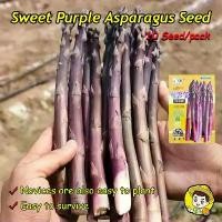 ราคา คุณภาพดี ราคาถูก 10เมล็ด/แพ็ค เมล็ดพันธุ์ หน่อไม้ฝรั่ง สีม่วง เมล็ดหน่อไม้ฝรั่งสีม่วง Purple Asparagus Seeds Organic Vegetables Seeds for Planting ผักออร์แกนิก เมล็ดบอนสี ผักสวนค (1732464929444824537)