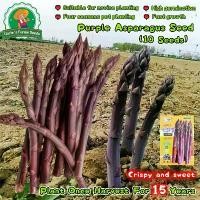ราคา ปลูกง่าย เมล็ดสด 100% 10 เมล็ด หน่อไม้ฝรั่งม่วง Purple Asparagus Seeds for Planting Vegetables Plants เมล็ดหน่อไม้ฝรั่ง หน่อไม้ฝรั่ง อร่อยมากกก เมล็ดหน่อไม้ฝรั่ง เมล็ดพันธุ์ผัก ต (1732464907491575257)