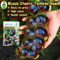 ราคา ผลผลิตสูง 80เมล็ด/ซอง เมล็ดพันธุ์มะเขือเทศเชอรี่ สีดำ High Yield Black Pearl Cherry Tomato Seeds for Planting Organic Vegetables Seeds Fruits Seeds Plants มะเขือเทศเชอรี่ สีดำ เม (1732486496860210649)