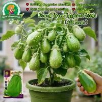 ราคา เมล็ดมะเขือเปราะน้ำทิพย์หยด 250เมล็ด Roung Eggplant Big Green Eggplant Seeds for Planting Vegetables Plants เมล็ดมะเขือเปราะ เมล็ดพันธุ์มะเขือเปราะ เมล็ดมะเขือเปราะทรงน้ำหยด เมล็ (1732464929538606553)