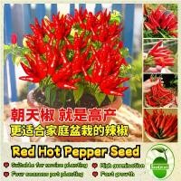 ราคา High Yield Red Hot Pepper Seeds 300เมล็ด/ซอง พริกประดับ คละสี Small Chilli Pepper Seeds for Planting Vegetables Seeds เมล็ดพันธุ์ พริกจินดาแดง เมล็ดพันธุ์ พริกชี้ฟ้า พริก เมล็ดพั (1732486502729287129)