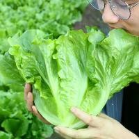 ราคา เมล็ดพันธุ์ ผักกาดหอมอิตาเลียน เมล็ดผักกาดหอม บรรจุ 300 เมล็ด Italian Lettuce Seeds Vegetables Seeds for Planting เมล็ดพันธุ์ผัก ผักออร์แกนิก ผักสวนครัว เมล็ดบอนสี บอนไซ พันธุ์ผั (1731994725709089763)