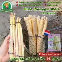 ราคา ปลูกง่าย เมล็ดสด 100% 10 เมล็ด หน่อไม้ฝรั่งขาว White Asparagus Seeds for Planting Vegetables Plants เมล็ดหน่อไม้ฝรั่ง หน่อไม้ฝรั่ง อร่อยมากกก เมล็ดหน่อไม้ฝรั่ง เมล็ดพันธุ์ผัก ต้น (1732473869201606105)