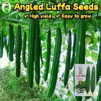 ราคา เมล็ดบวบเหลี่ยม ลูกผสม พันธุ์ขุนศึก Luffa Seeds for Planting งอกง่าย 10เมล็ด/ซอง มล็ดพันธุ์บวบเหลี่ยม บวบเหลี่ยมลูกผสม วิกเกอร์เอ Long Ridged Patola Seeds Organic Vegetables Seed (1732027077231938317)