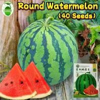 ราคา Round Watermelon Seeds เมล็ดพันธุ์ แตงโม 40 เมล็ด เมล็ดพันธุ์แตงโม F1 Hybrid Sweet Sugarbaby Watermelon Fruit Seeds Watermelon Plants Seeds for Planting Vegetables F1 เมล็ดพันธุ์ (1732075080382974733)