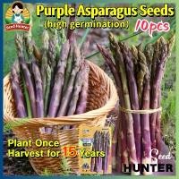 ราคา เมล็ดพันธุ์ หน่อไม้ฝรั่ง สีม่วง เมล็ดหน่อไม้ฝรั่งสีม่วง 10เมล็ด/แพ็ค Purple Asparagus Seeds Organic Vegetables Seeds for Planting ของแท้100% ปลูกง่าย อัตรางอกสูง เมล็ดพันธุ์ผัก F (1732172602479446717)