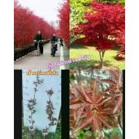ราคา (1ต้น) ต้น เมเปิ้ลญี่ปุ่น ต้นเมเปิ้ลญี่ปุ่น เมเปิ้ล แดง ญี่ปุ่น maple Japanese / saranrak (1729985204777617749)