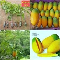 ราคา (1กิ่งตอน) กิ่งตอน มะม่วงอินเดีย พันธุ์ แบงกาโลร่า Bangalora mango มะม่วง ต้นมะม่วง / พิสุทธิ์ (1729590879220369749)