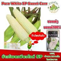 ราคา [ซองแท้ 200เมล็ด] เมล็ดพันธุ์ ข้าวโพด เพียวไวท์ SP Pure White SP Hokkaido Sweet Corn ข้าวโพดฮอกไกโด ข้าวโพดนมสด (1729623224351557641)