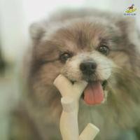 ราคา Quintsurf - Corn Starch Chew ของเล่นกัดแทะ รูปทรงกิ่งไม้ (1731737334057698328)