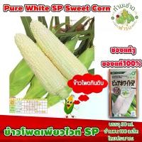 ราคา [ซองแท้ 30ml.] เมล็ดพันธุ์ ข้าวโพด เพียวไวท์ SP Pure White SP Hokkaido Sweet Corn ข้าวโพดฮอกไกโด ข้าวโพดนมสด (1729623222687533065)