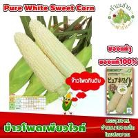 ราคา [ซองแท้ 30ml.] เมล็ดพันธุ์ ข้าวโพด เพียวไวท์ Pure White Hokkaido Sweet Corn ข้าวโพดฮอกไกโด ข้าวโพดนมสด ข้าวโพดญี่ปุ่น (1729623215225538569)