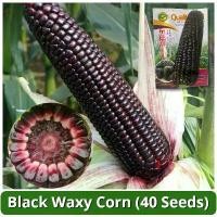 ราคา เมล็ดพันธุ์ข้าวโพดสีดำ เมล็ดข้าวโพดข้าวเหนียว บรรจุ 40 เมล็ด Organic Black Corn Seeds F1 เมล็ดข้าวโพด เมล็ดข้าวโพดสีดำ เมล็ดพันธุ์ OP แท้ ผักออร์แกนิก เมล็ดพันธุ์ผัก บอนไซ พันธุ์ (1731438569143830951)