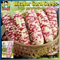 ราคา เมล็ดพันธุ์ข้าวโพด เมล็ดพันธุ์ข้าวโพดข้าวเหนียว เมล็ดข้าวโพดข้าวเหนียว ลูกผสม F1 เมล็ดข้าวโพดสองสี (Waxy corn Seeds) 40 เมล็ด ของแท้100% ปลูกง่าย อัตรางอกสูง! เมล็ดพันธุ์ ผักสวนค (1732183057606806205)