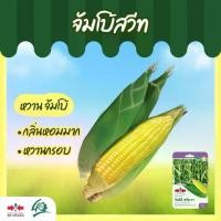 ราคา เมล็ดข้าวโพดหวาน ลูกผสม จัมโบ้สวีท ตราศรแดง ปริมาณ70เมล็ด Sweet corn seeds เมล็ดพันธุ์ข้าวโพดหวาน เมล็ดข้าวโพด เมล็ดพันธุ์ข้าวโพด ศรแดง (1731896089135712837)