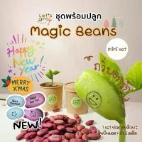 ราคา [COD] [Tiktok]ถั่วบอกรัก [Magic Beans] ชุดพร้อมปลูก Let’s grow ลดราคาพิเศษพร้อมโค้ดส่วนลด‼️ (1732278064201696778)
