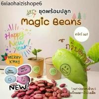 ราคา ถั่วบอกรัก [Magic Beans] ชุดพร้อมปลูก Let’s grow ลดราคาพิเศษพร้อมโค้ดส่วนลด‼️ (1731281346775450783)