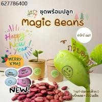 ราคา ถั่วบอกรัก [Magic Beans] ชุดพร้อมปลูก Let’s grow ลดราคาพิเศษพร้อมโค้ดส่วนลด‼️ (1731184340426196731)
