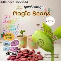 ราคา ถั่วบอกรัก [Magic Beans] ชุดพร้อมปลูก Let’s grow ลดราคาพิเศษพร้อมโค้ดส่วนลด‼️ (1732147567356250890)