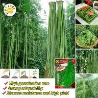 ราคา เมล็ดพันธุ์ ถั่วฝักยาว Green Long Beans Seed Organic Vegetable Seeds for Planting เมล็ดถั่วยาวสีเขียว ถั่วพุ่ม ผักออร์แกนิก เมล็ดพันธุ์ผัก บอนไซ พันธุ์ผัก เมล็ดผัก เมล็ดพันธุ์ OP (1732051187495046115)