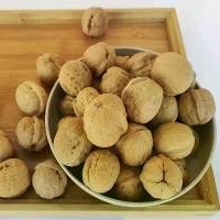 ราคา [COD] ลูกวอลนัท walnut 1kg ขนมนกแก้ว ชูการ์ แฮมสเตอร์ กระรอก สัตว์เลี้ยงฟันแทะ (1731736163517957531)