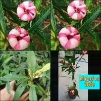 ราคา (1ต้น) ต้น ชบาเมเปิล cranberry hibiscus ต้นชบาเมเปิล ชบาเมเปิ้ล ออสเตรเลีย ต้นชบาเมเปิ้ล (1729572463441316181)