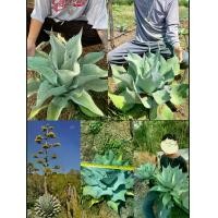 ราคา Agave ovatifolia ต้นอากาเว่ ต้นอะกาเว อากาเว่ อะกาเว ไม้เพาะจากเมล็ดทุกต้น / ayniris (1731410257774347605)