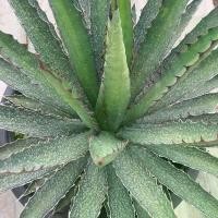 ราคา อากาเว่ อากาเว่ กระถาง6นิ้ว Agave univittata พืชศตวรรษที่มีหนามหงอนหรือหางจระเข้หงอน (1730308387856092014)