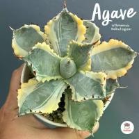 ราคา อากาเว่ Agave isthmensis Kabutogani กระบองเพชร ไม้อวบน้ำ cactus&succulent หลากหลายสายพันธุ์ (1731589605330422572)