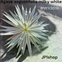 ราคา อากาเว่ Agave angustifolia milky white (1731111316371704395)