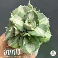 ราคา อากาเว่ด่างแคระ Agave isthmensis Ohi Raijin variegata กระบองเพชร ไม้อวบน้ำ cactus&succulent หลากหลายสายพันธุ์ (1730554373766482732)