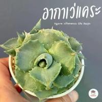 ราคา อากาเว่แคระ Agave isthmensis Ohi Raijin กระบองเพชร ไม้อวบน้ำ cactus&succulent หลากหลายสายพันธุ์ (1731345843153242924)