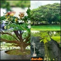 ราคา ต้นจามจุรี ต้นก้ามปู ต้นฉำฉา ต้น จามจุรี ก้ามปู ฉำฉา ไม้ประธาน Rain tree Scientific name / eertnom (1731598222931625301)