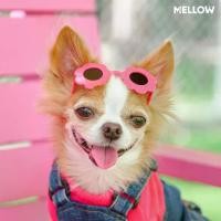 ราคา [พร้อมส่ง] FLOWER SUNGLASSES (แว่นตาสำหรับน้องหมาน้องแมว) (1731617136191309823)