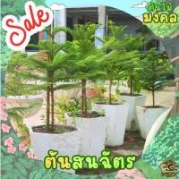ราคา ขายดีประจำเดือนนี้ [พร้อมส่ง] ต้นสนฉัตร (Norfolk island pine) ขนาด 60cm-110cm (ราคาต่อ1ต้น) *ไม่รวมกระถาง* (1732418803528140416)