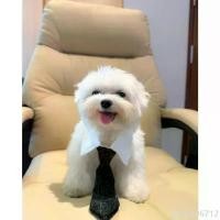 ราคา Crazyzhaopianmengxiaodian บล็อกบัสเตอร์ ปลอกคอ เนคไท น้องหมา น้องแมว CEO เท่านั้นนะคะลุคนี้ สำหรับน้องหมาที่ถึงวัยทำงานค่ะ หรือบางทีมีประชุมด่วนๆ (1732576618317841875)