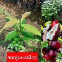 ราคา ต้นชมพู่มะเหมี่ยว เพาะเมล็ด จะมีความหนา เนื้อนุ่ม หอม และมีรสชาติหวานอมเปรี้ยว และยังนำไปแปรรูปได้อาทิเช่น แยม น้ำผลไม้ และไวท์ (1732454089277212069)